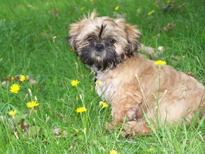 La chienne de ma tata!