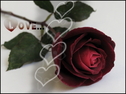 voila une fleure a maman parceque le 1 septembre son anniversaire