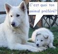 quel animal aimes tu?