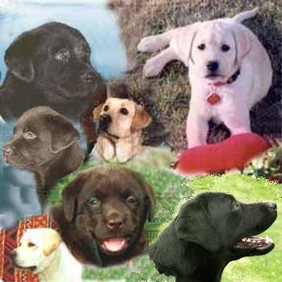 Quel genre de racede chien prfre-tu ?