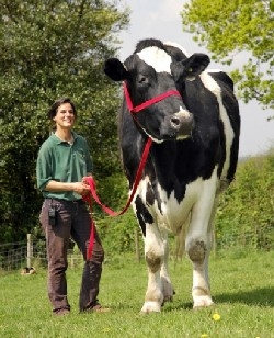 La plus grosse et grande vache du monde