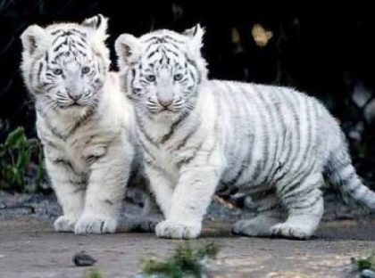 Bbs tigres blancs