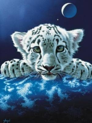 Encore un tigre blanc