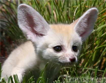 Le beau bb fennec