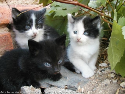 les 3 chatons 