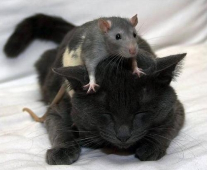 le rat qui bouche les oreilles du chat