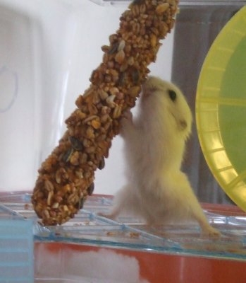 le hamster gourmand