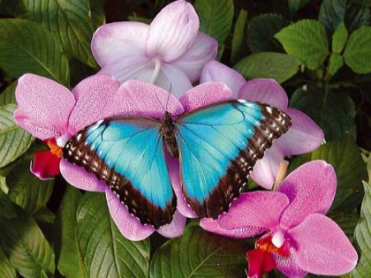 papillons bleu