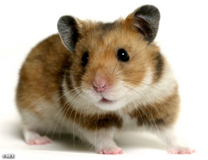 le hamster