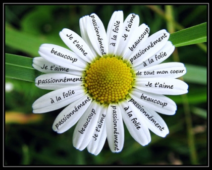 fleur et paroles d'amour