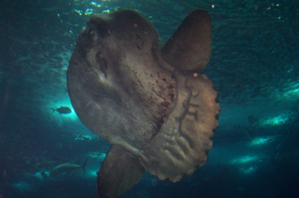 moi et les poissons 2