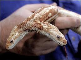 Concours d'animaux d�gueulasses