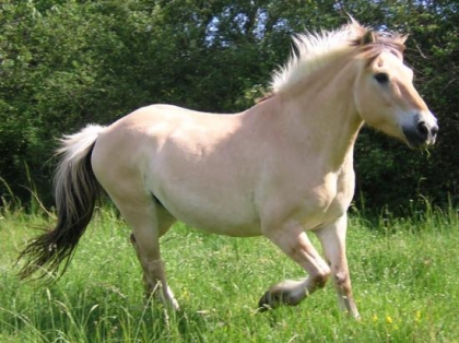 mon poney de reve 