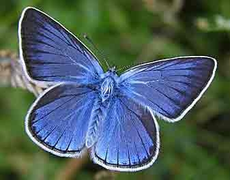 papillon 