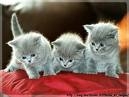 des petit chatons mignon 