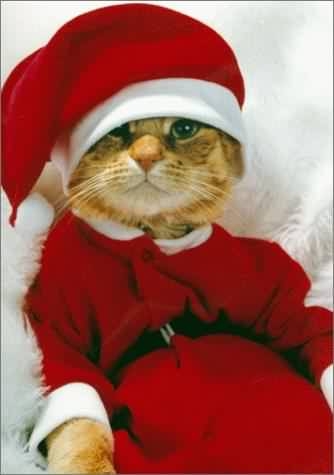 Chat p�re noel