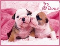 male et femelle=gros bisou