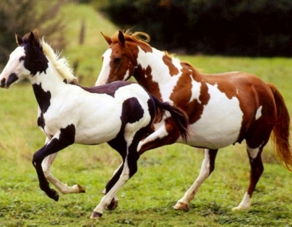 les chevaux ces trop beau non ?
