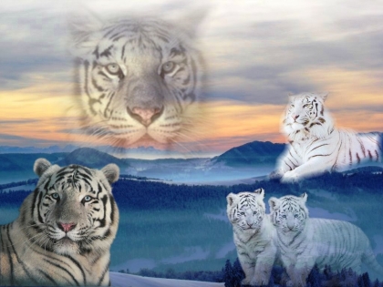 les tigres blanc je les adorent meme je croi que je les aime lol