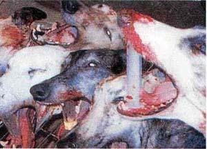 la protction des animaux