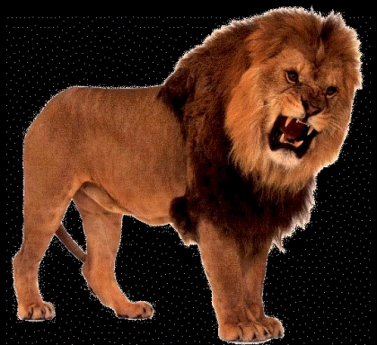 lion 