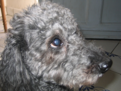 j'aime trop les chien!!!