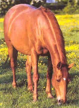 ma passion c'est l'equitation 