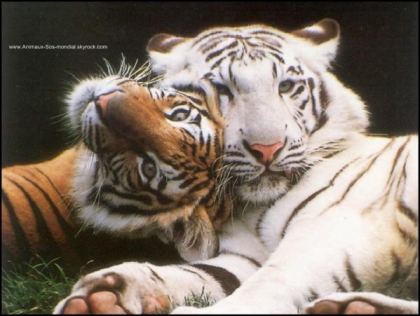                                                              tigre
