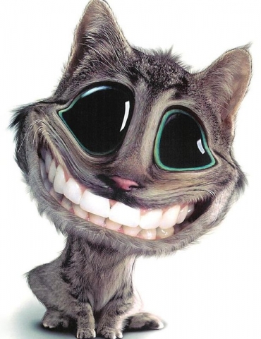 image chat trop drole!!!