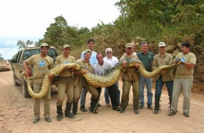 le plus grand serpent au monde!!