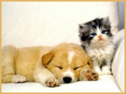 que pr�f�re tu les chats ou les chiens?pourquoi?