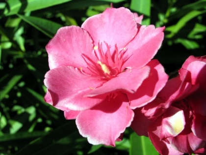 adore tu les fleurs?