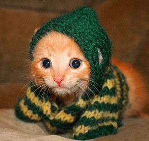 a tu un chat a la maison ou tu aimrais en avoir un?