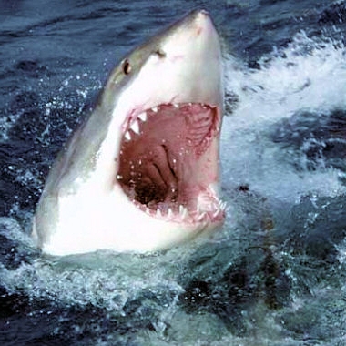 les requins!!