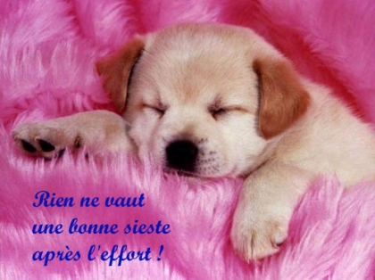 les chiots!!