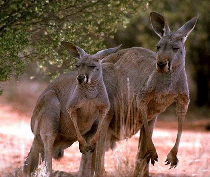 les kangourou!!!