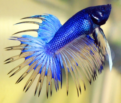 le magifique poisson!!