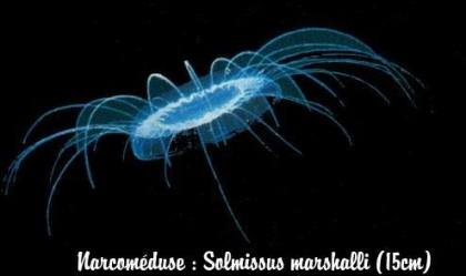 le poisson lumineu!!