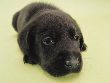 que pens tu de mon chiot?