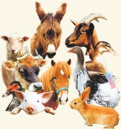 qu'elle est le nom de ton animal?