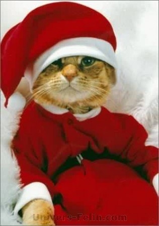 chat p�re noel!!!