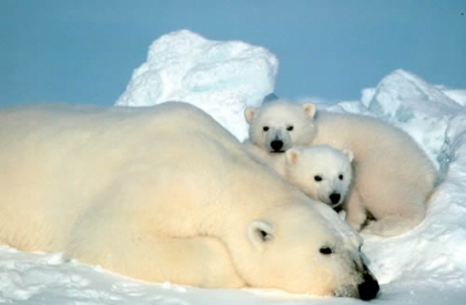 l'ours blanc