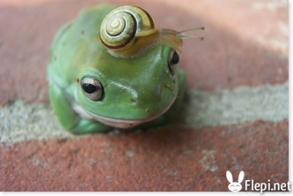 animeaux trop mignon