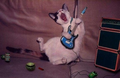 chat trop drole a la guitar!!