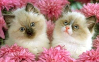                         comme ils sont mignon