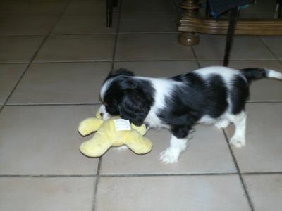 voila mon p'ti chien il a 1 mois sur la photo