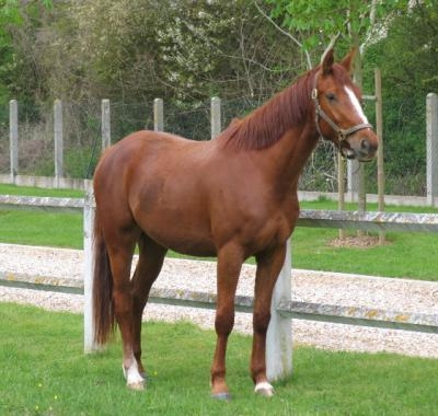 les chevau ( test : ete vs attentionne?)