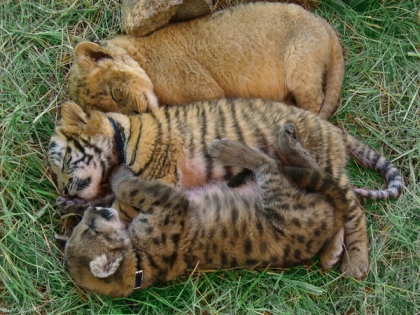 leopard/lion/tigre