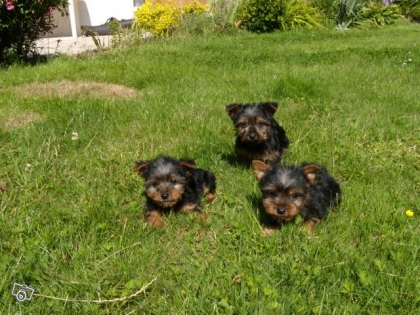 les chiot cro beau