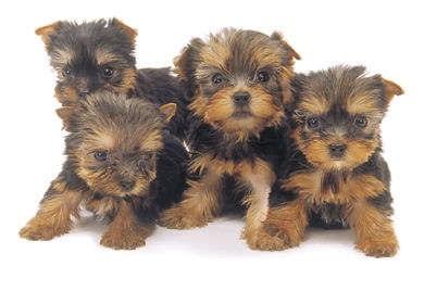 il sont pas mignion les bebe yorkshire